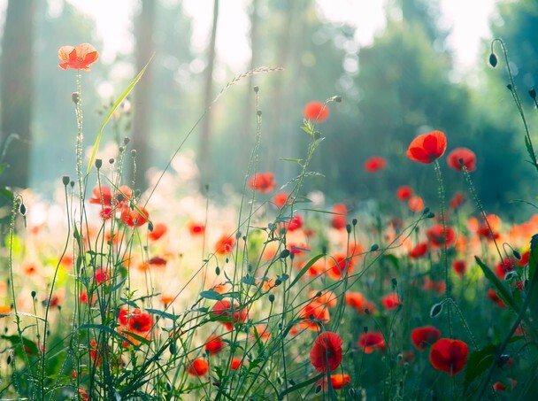 Red poppies in the forest at morning